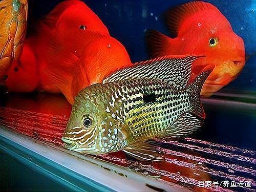 魚咬魚怎么辦最快最有效，中國水產科學研究院指出“1000字+配圖”最快應對方案