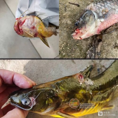 魚咬魚怎么辦最快最有效，中國水產科學研究院指出“1000字+配圖”最快應對方案