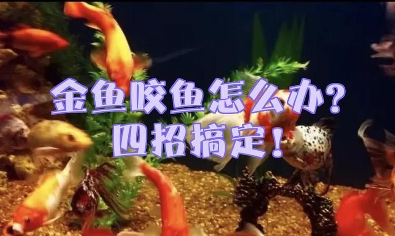 魚咬魚怎么辦最快最有效，中國水產科學研究院指出“1000字+配圖”最快應對方案