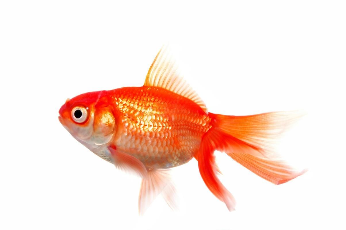 觀賞魚視頻大全視頻高清，觀賞魚視頻大全