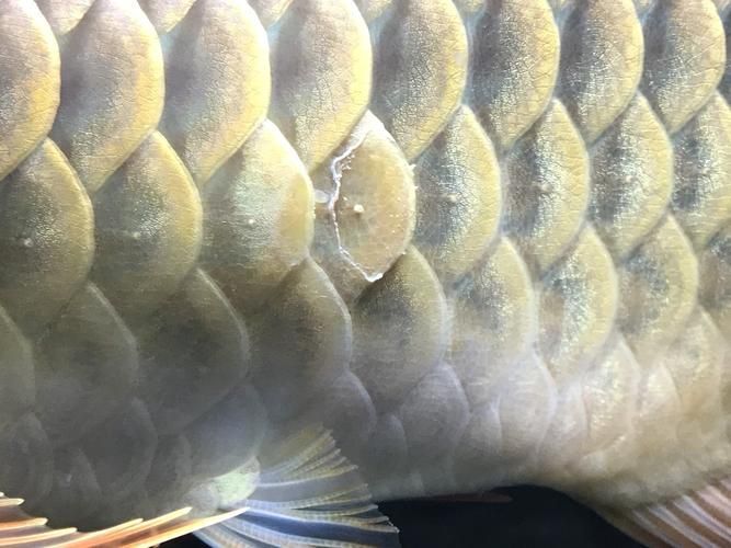如何判斷龍魚(yú)鱗片潰爛的嚴(yán)重程度，魚(yú)鱗片潰爛的嚴(yán)重程度可以通過(guò)觀察其外觀和行為來(lái)判斷