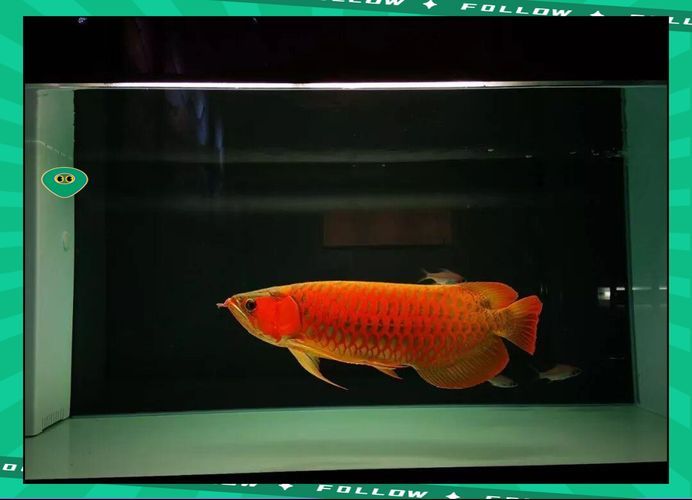能否提供更多關于龍魚拒食的圖片，龍魚拒食可能是由多種因素引起的，可能是由多種因素引起的