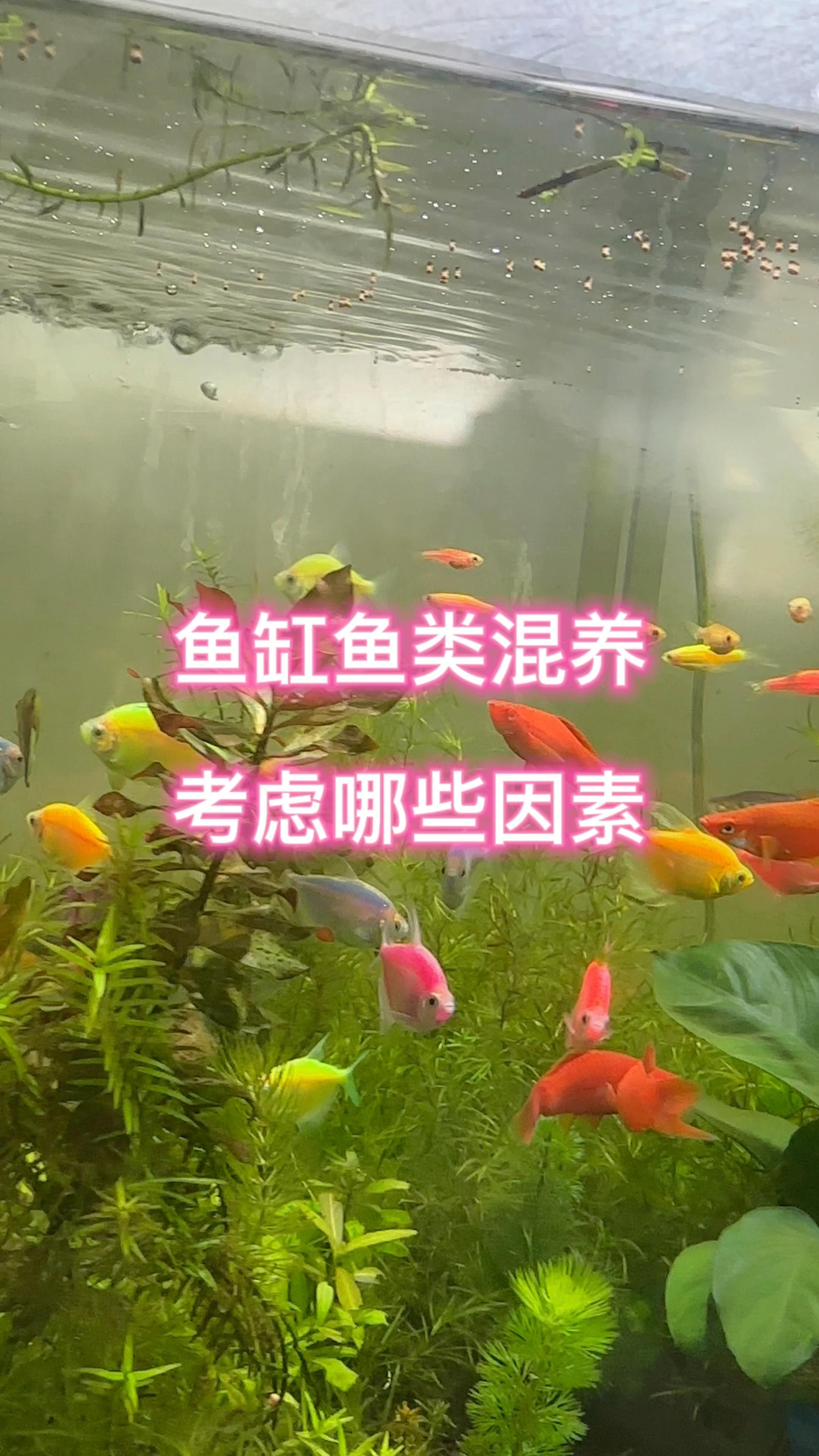 能推薦一些具體的混養組合嗎，新手可以混養觀賞魚嗎?