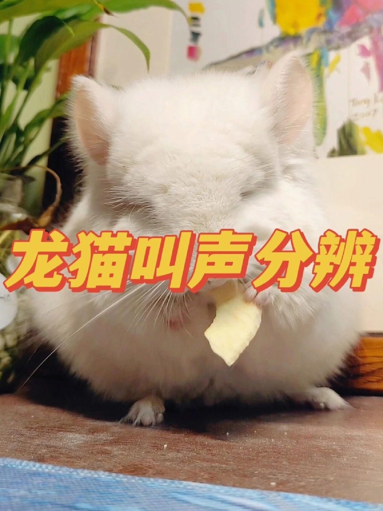 龍貓和貓哪個更安靜，龍貓和貓哪個更安靜，