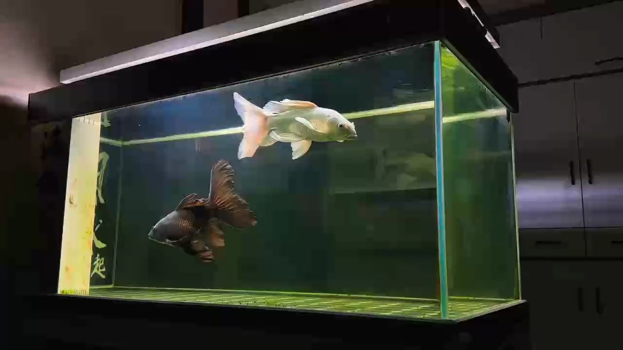 帥不帥？，“帥”在當代社會中的意義