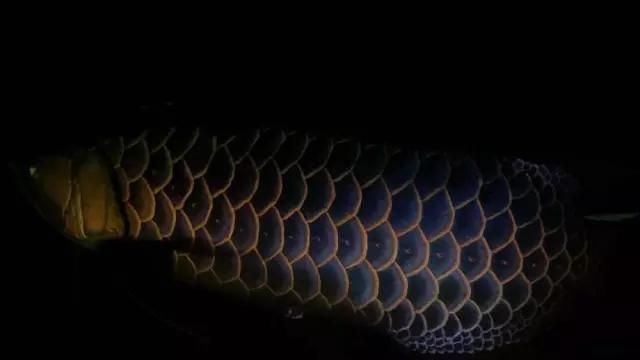 如何判斷龍魚(yú)鱗片上的黑色絮狀物是否感染？，龍魚(yú)鱗片上出現(xiàn)黑色絮狀物