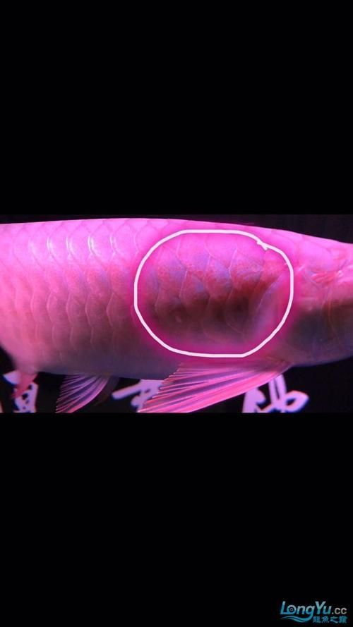 如何判斷龍魚(yú)鱗片上的黑色絮狀物是否感染？，龍魚(yú)鱗片上出現(xiàn)黑色絮狀物