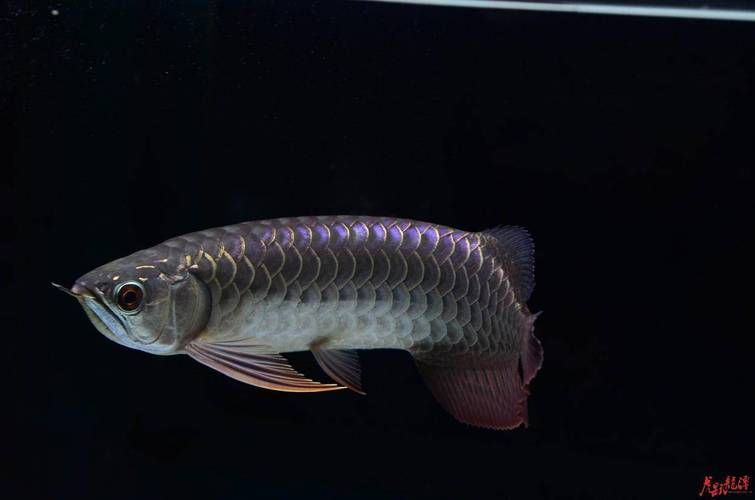 如何判斷龍魚(yú)鱗片上的黑色絮狀物是否感染？，龍魚(yú)鱗片上出現(xiàn)黑色絮狀物
