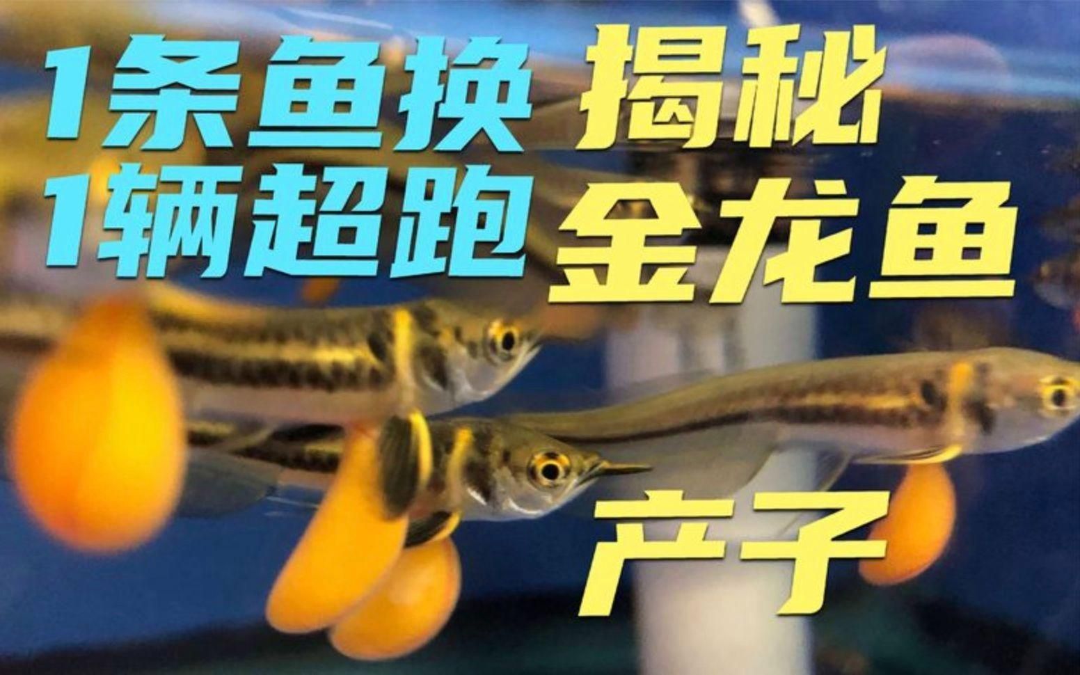 來安龍魚養殖有哪些技術？，安徽省來安縣發色魚養殖技術