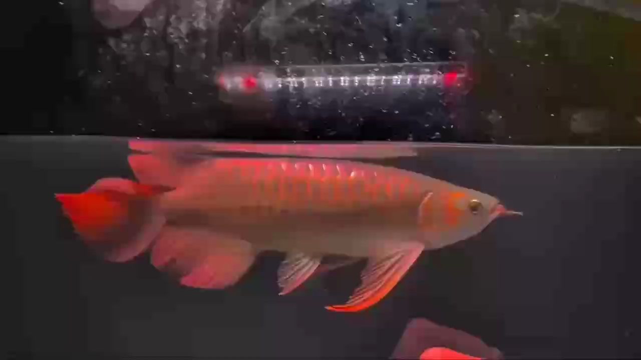 更新，人工智能、生物技術(shù)等領(lǐng)域的突破性進(jìn)展正在重塑我們的世界