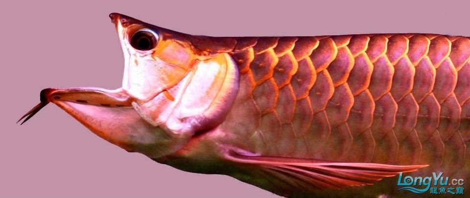 龍魚胡須的長度對品相有何影響？，如何判斷龍魚胡須的長度和形態(tài)？