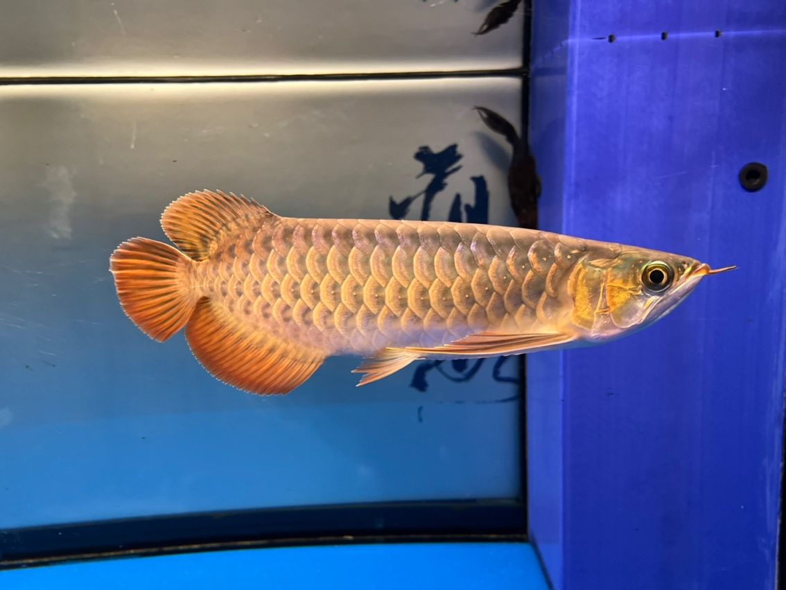 入缸10個月,缸10個月意味著某人已經在水中生活了整整十個月 龍魚論壇 第1張 入缸10個月,缸10個月意味著某人已經在水中生活了整整十個月 入缸10個月,缸10個月意味著某人已經在水中生活了整整十個月 龍魚論壇 第1張