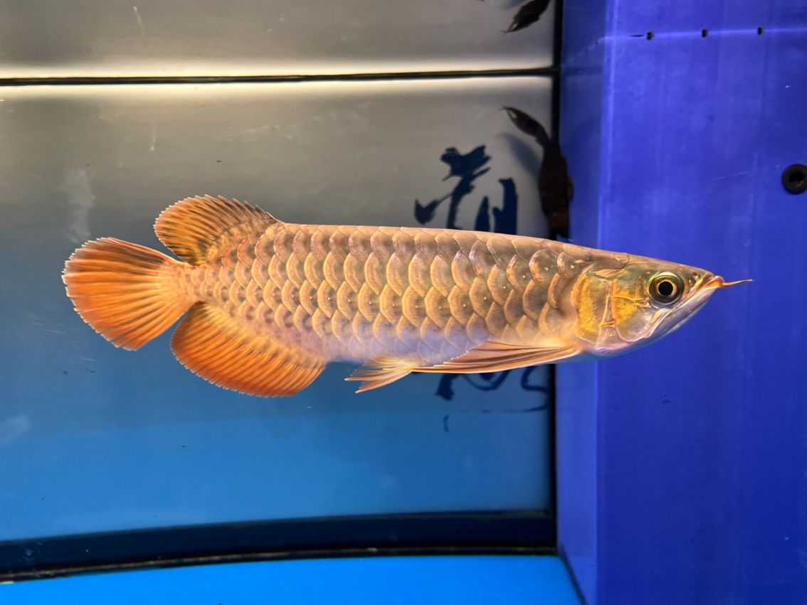入缸10個月,缸10個月意味著某人已經在水中生活了整整十個月 龍魚論壇 第2張 入缸10個月,缸10個月意味著某人已經在水中生活了整整十個月 入缸10個月,缸10個月意味著某人已經在水中生活了整整十個月 龍魚論壇 第2張