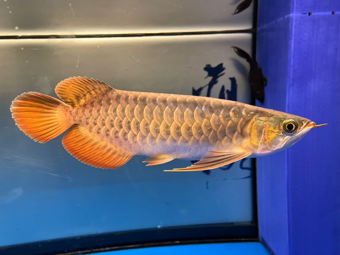 入缸10個月,缸10個月意味著某人已經在水中生活了整整十個月 龍魚論壇 第3張 入缸10個月,缸10個月意味著某人已經在水中生活了整整十個月 入缸10個月,缸10個月意味著某人已經在水中生活了整整十個月 龍魚論壇 第3張