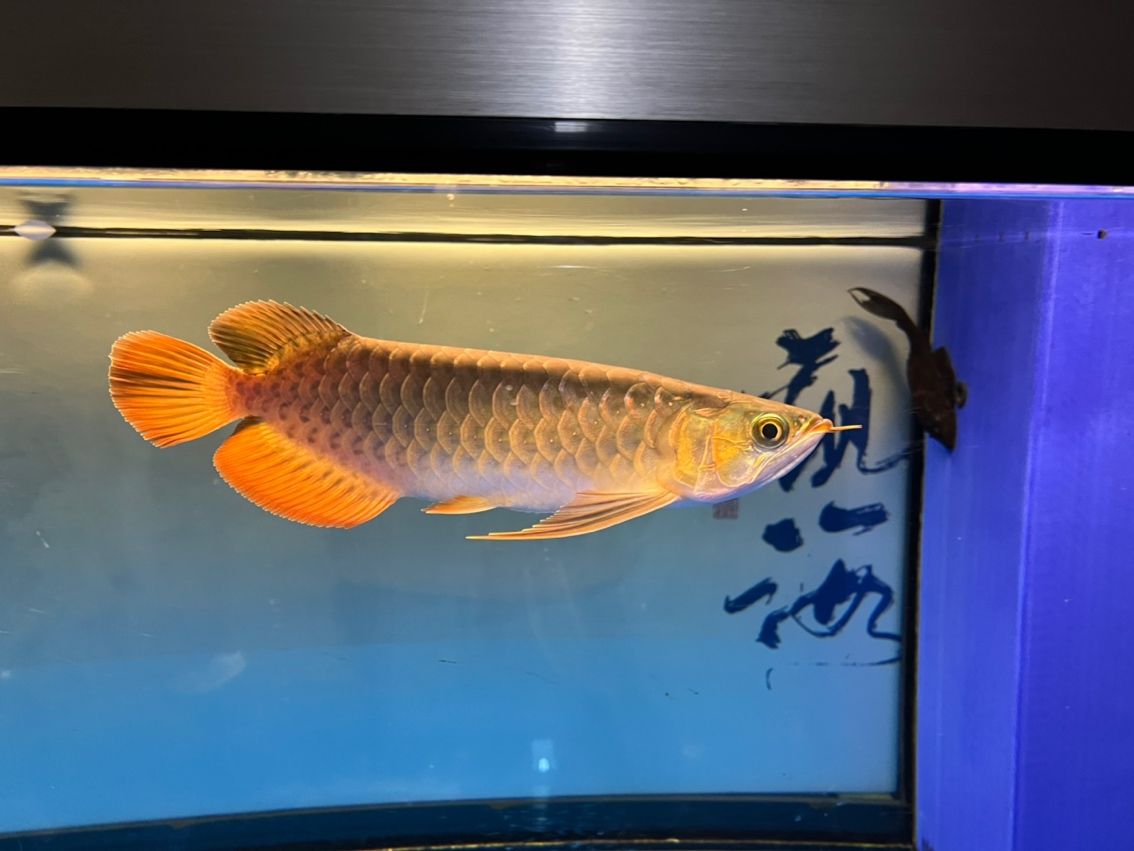 入缸10個月,缸10個月意味著某人已經在水中生活了整整十個月 龍魚論壇 第4張 入缸10個月,缸10個月意味著某人已經在水中生活了整整十個月 入缸10個月,缸10個月意味著某人已經在水中生活了整整十個月 龍魚論壇 第4張