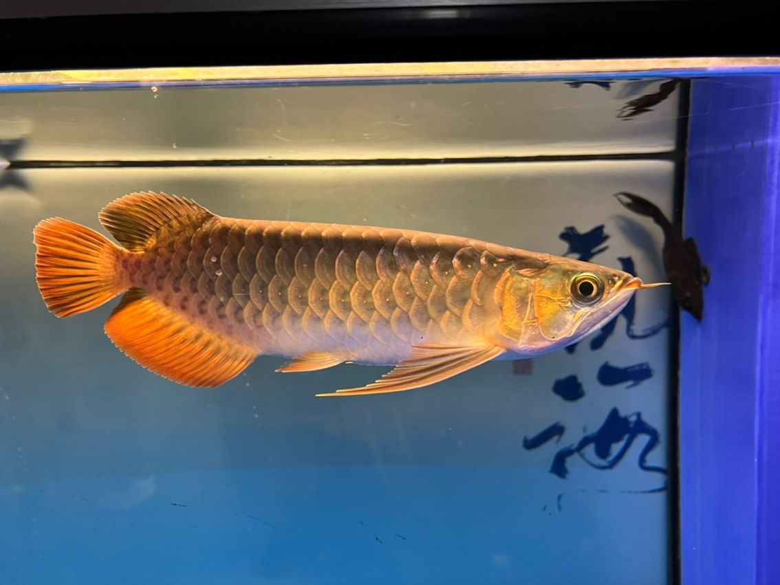 入缸10個月,缸10個月意味著某人已經在水中生活了整整十個月 龍魚論壇 第5張 入缸10個月,缸10個月意味著某人已經在水中生活了整整十個月 入缸10個月,缸10個月意味著某人已經在水中生活了整整十個月 龍魚論壇 第5張