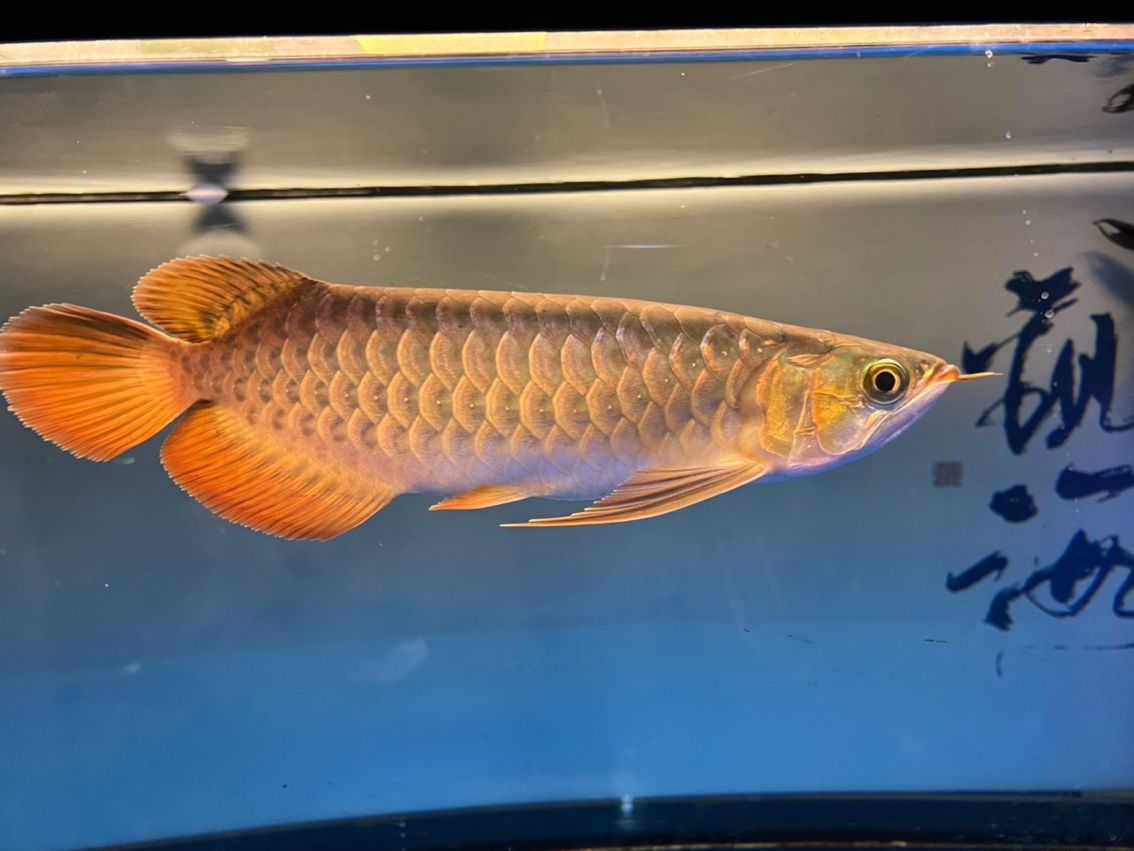 入缸10個月,缸10個月意味著某人已經在水中生活了整整十個月 龍魚論壇 第6張 入缸10個月,缸10個月意味著某人已經在水中生活了整整十個月 入缸10個月,缸10個月意味著某人已經在水中生活了整整十個月 龍魚論壇 第6張