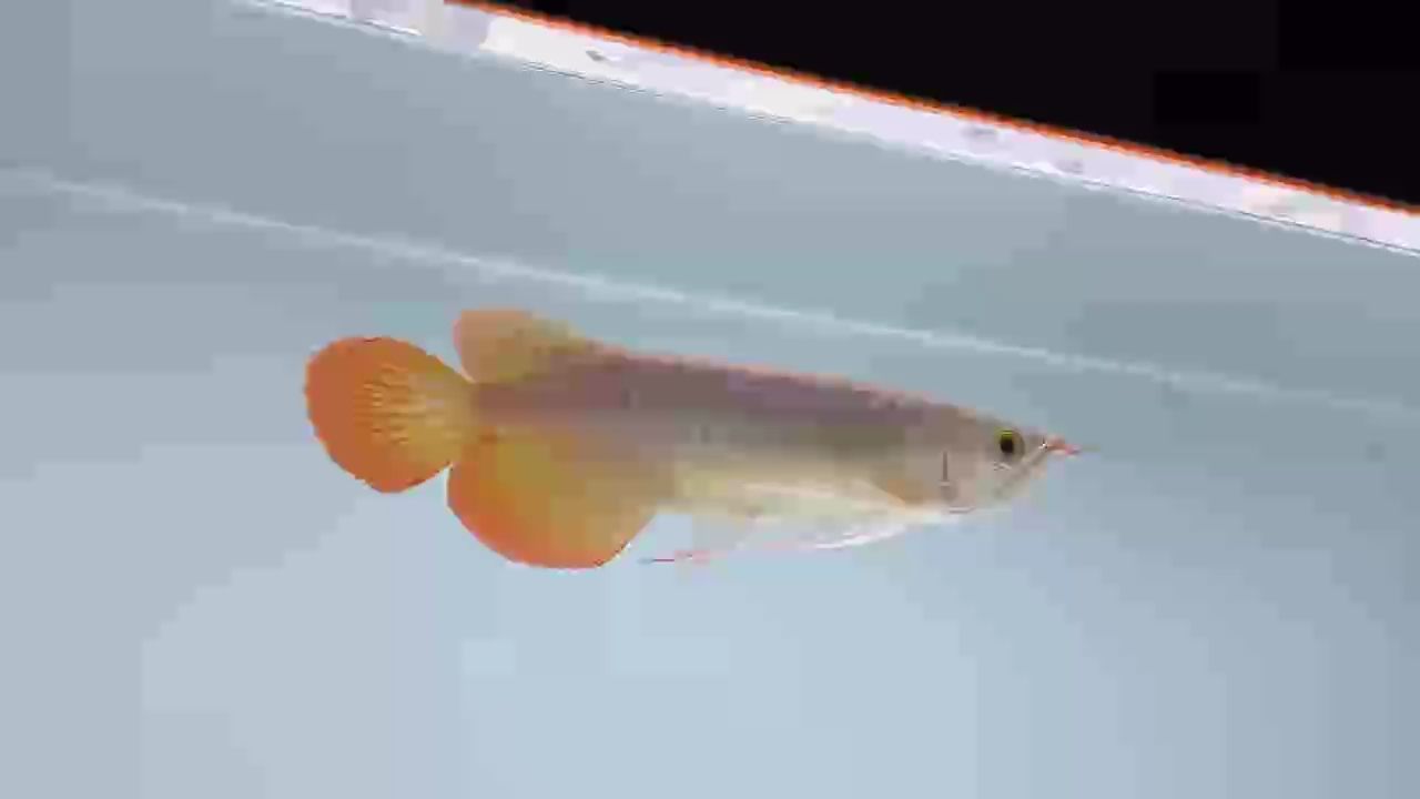 盾頭～圓潤飽滿頭版??????
變態硬骨大扇尾，胸鰭近肛門，前窄后寬放射形個體！未來滿腮滿片發色個體！????????????
#萬隆天王紅龍 #龍魚 #紅龍 #觀賞魚，萬隆天王紅龍