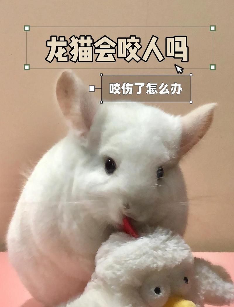 龍貓好養(yǎng)嗎 咬人嗎，龍貓為什么會咬人