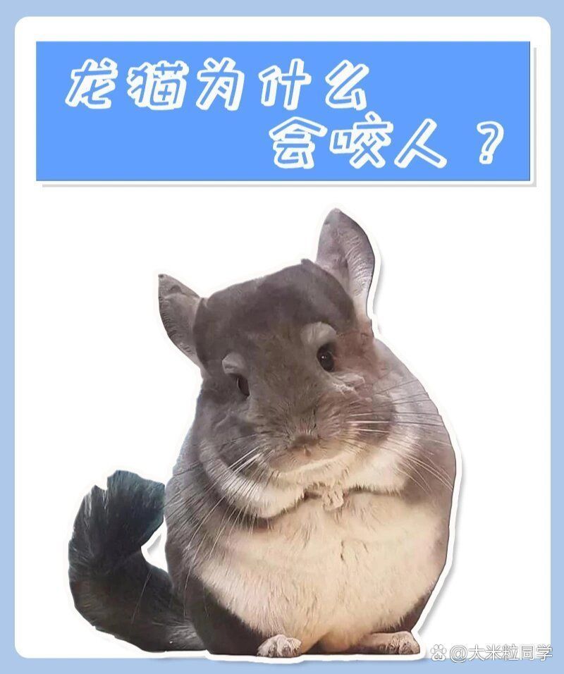 龍貓好養(yǎng)嗎 咬人嗎，龍貓為什么會咬人