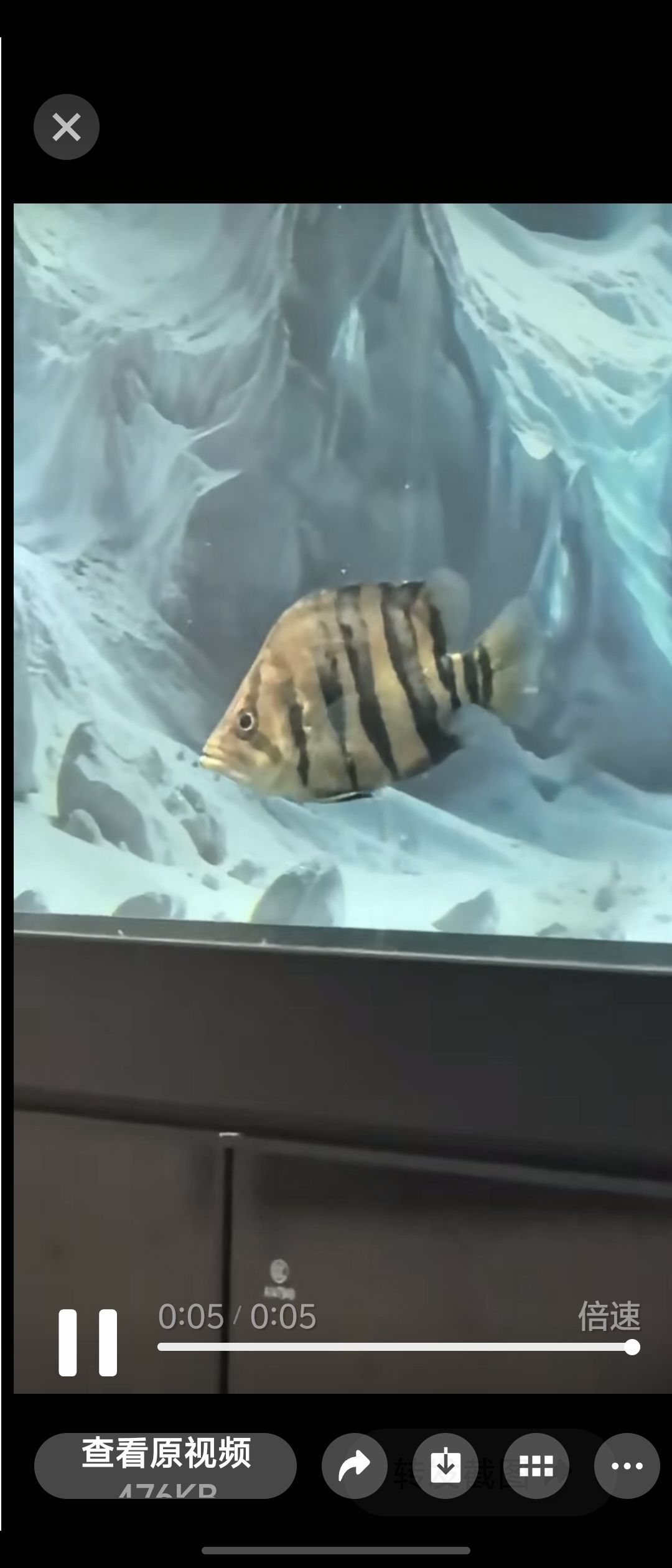 這條虎魚怎么樣，neolamprologusbrasiliensis