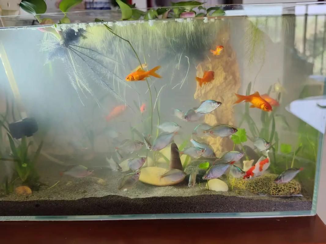 有哪些觀賞魚缸水渾濁圖片示例，觀賞魚缸水渾濁圖片示例