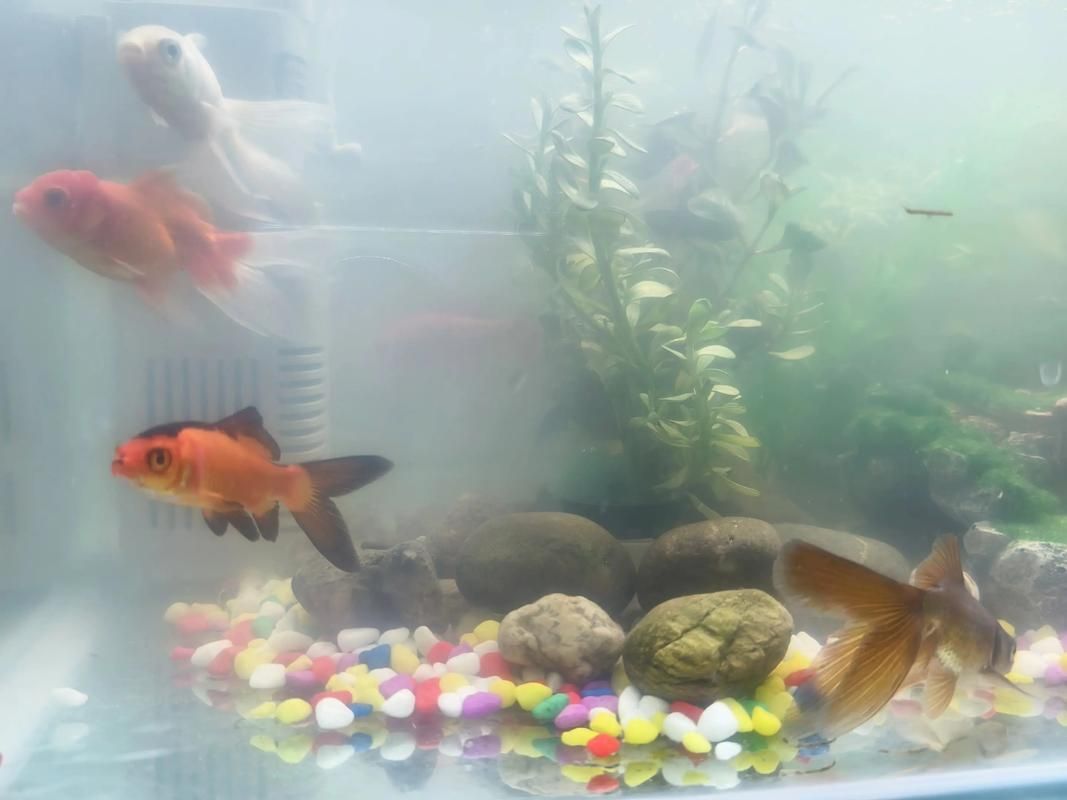 有哪些觀賞魚缸水渾濁圖片示例，觀賞魚缸水渾濁圖片示例