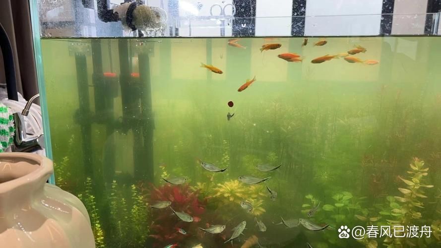有哪些觀賞魚缸水渾濁圖片示例，觀賞魚缸水渾濁圖片示例