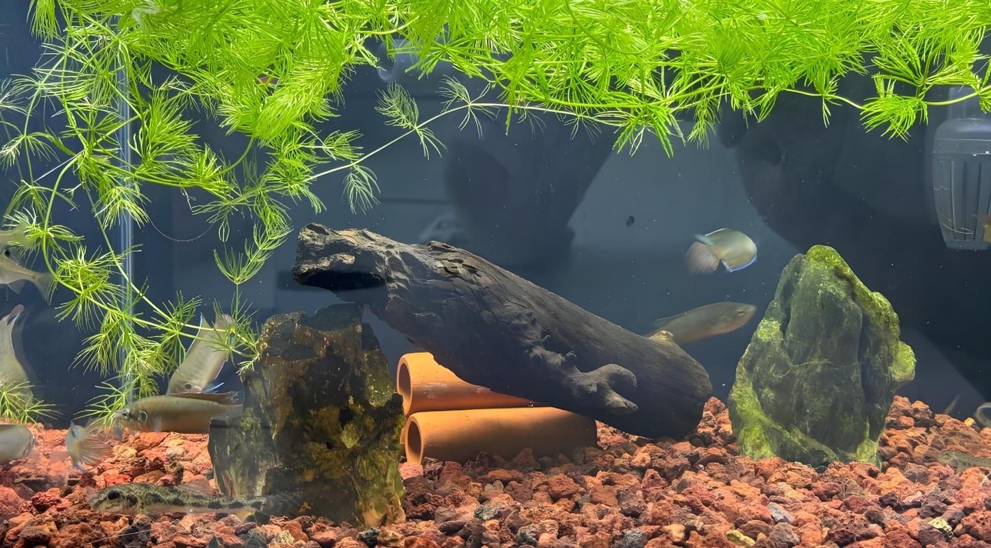 有哪些觀賞魚缸水渾濁圖片示例，觀賞魚缸水渾濁圖片示例