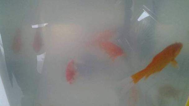 有哪些觀賞魚缸水渾濁圖片示例，觀賞魚缸水渾濁圖片示例