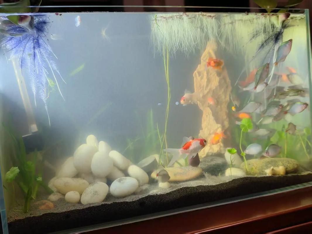 有哪些觀賞魚缸水渾濁圖片示例，觀賞魚缸水渾濁圖片示例