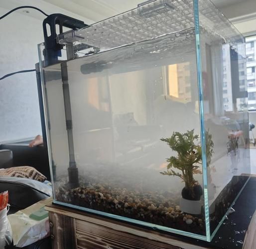 有哪些觀賞魚缸水渾濁圖片示例，觀賞魚缸水渾濁圖片示例