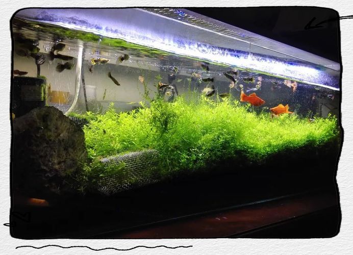 有哪些觀賞魚缸水渾濁圖片示例，觀賞魚缸水渾濁圖片示例