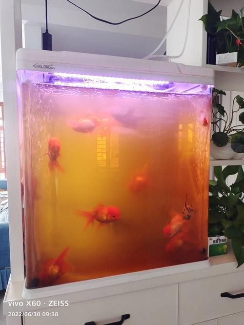 有哪些觀賞魚缸水渾濁圖片示例，觀賞魚缸水渾濁圖片示例