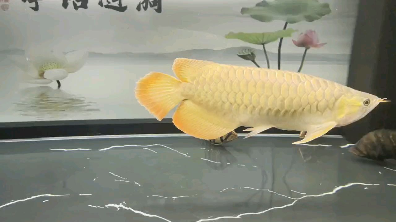 堅持愛好，_小金龍評論：堅持愛好是實現個人成長和幸福的關鍵因素