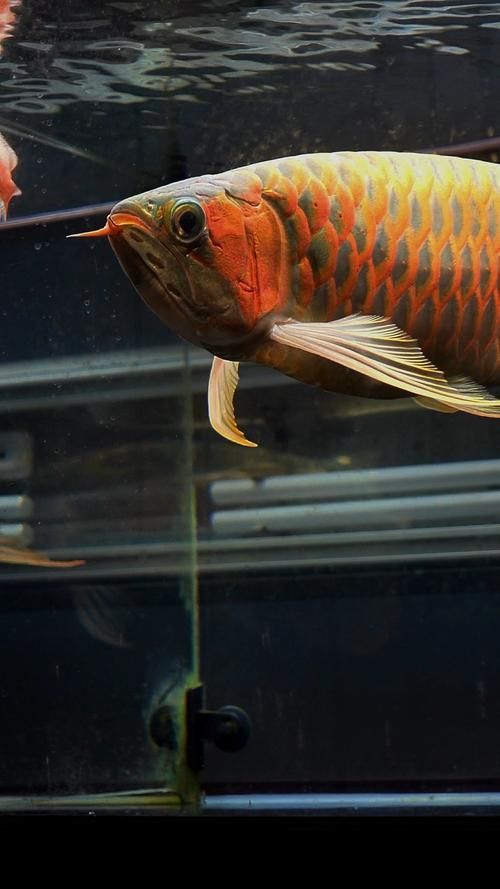 如何找到高清的紅龍魚壁紙，如何找到高清紅龍魚壁紙