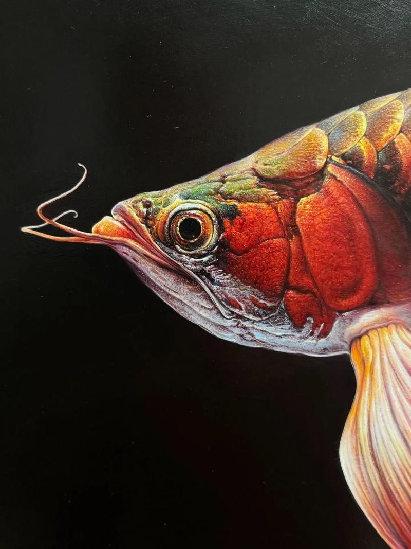 如何找到高清的紅龍魚壁紙，如何找到高清紅龍魚壁紙