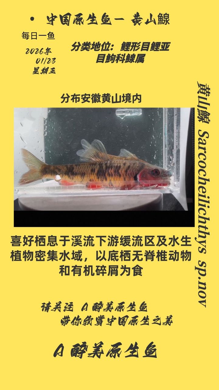 黃山鰁，黃山[需手動(dòng)填充]是一種在中國(guó)長(zhǎng)江流域及周邊廣泛分布的淡水魚(yú)類