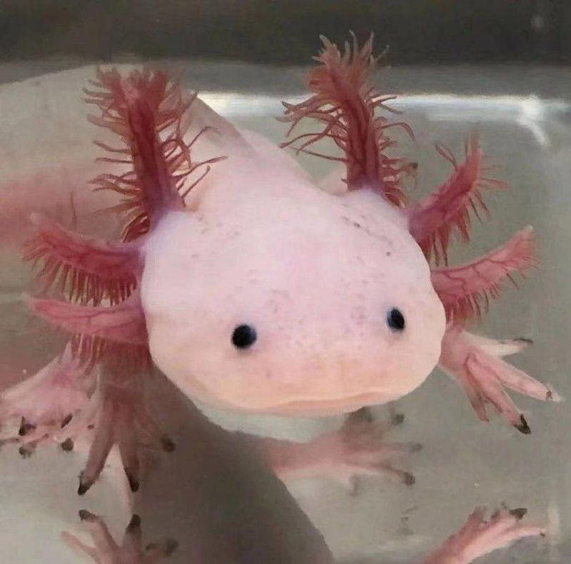 杰西卡恐龍魚的價(jià)格范圍是多少？，“杰西卡恐龍魚”是什么物種？