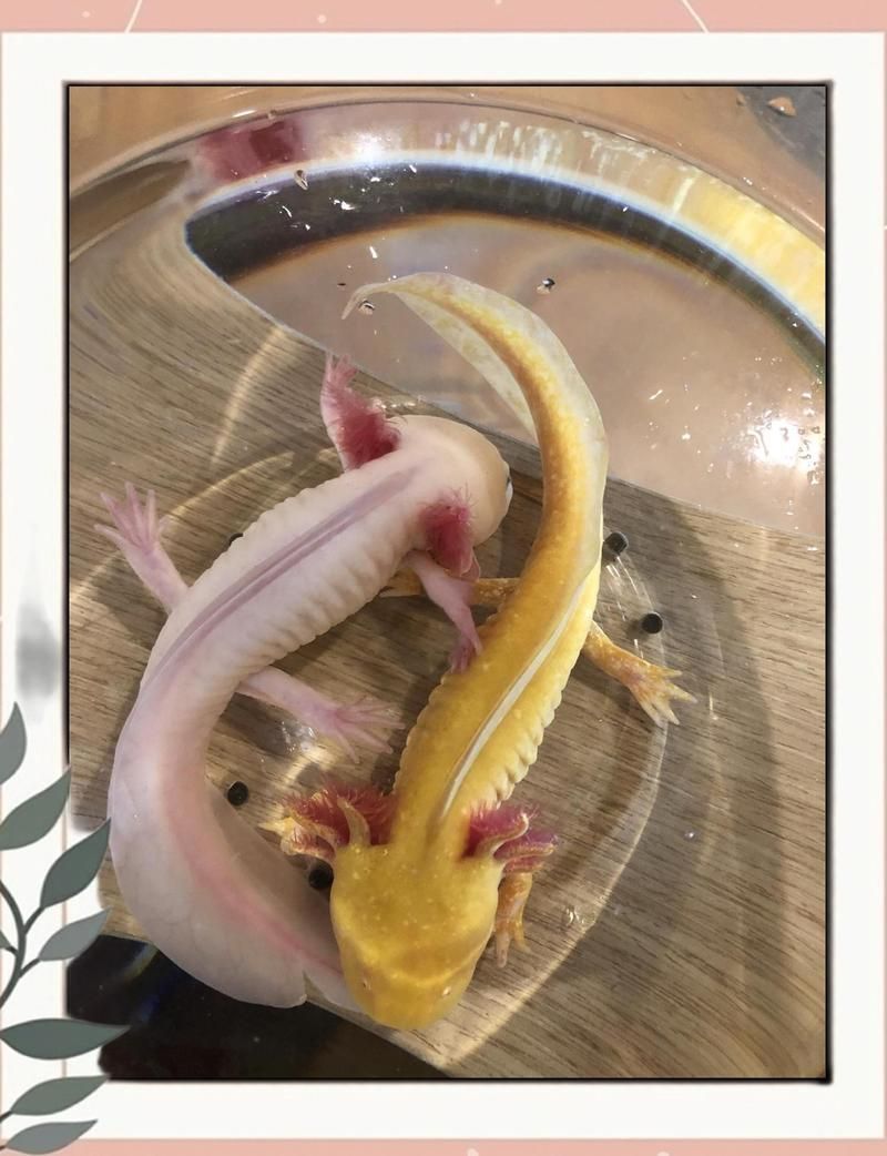 杰西卡恐龍魚的價(jià)格范圍是多少？，“杰西卡恐龍魚”是什么物種？