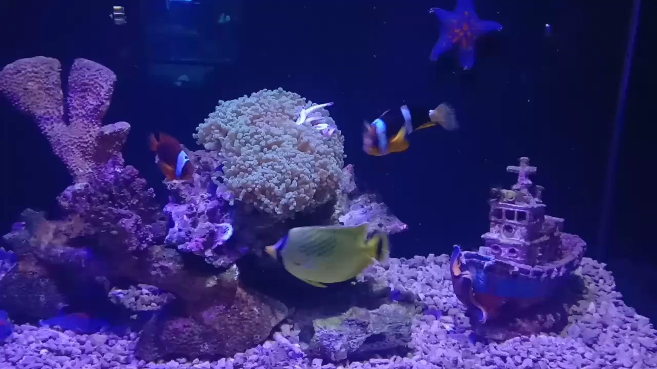 抱一顆平常心，oygy陪一缸有緣魚