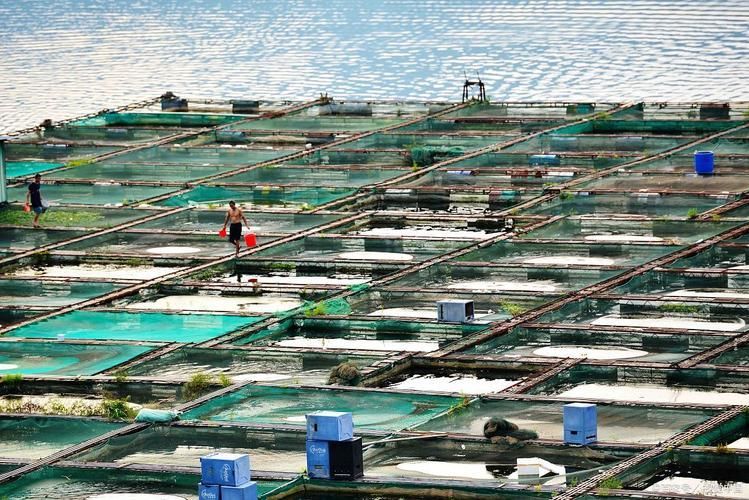 塔大龍魚漁場的規模有多大？，“塔大龍魚漁場”的養殖技術和設備、專業養殖技術和養殖基地