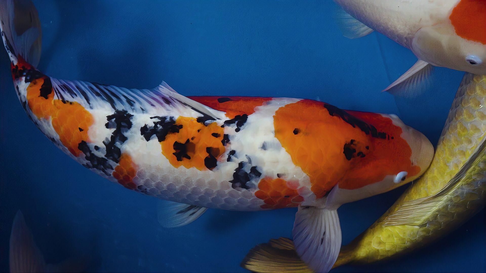 魚受傷了能自愈嗎，魚受傷后是否自愈取決于多種因素包括多種因素