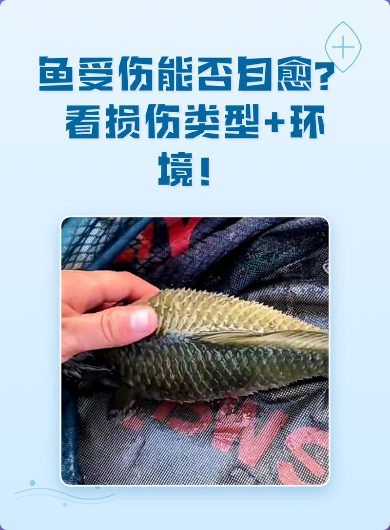 魚受傷了能自愈嗎，魚受傷后是否自愈取決于多種因素包括多種因素