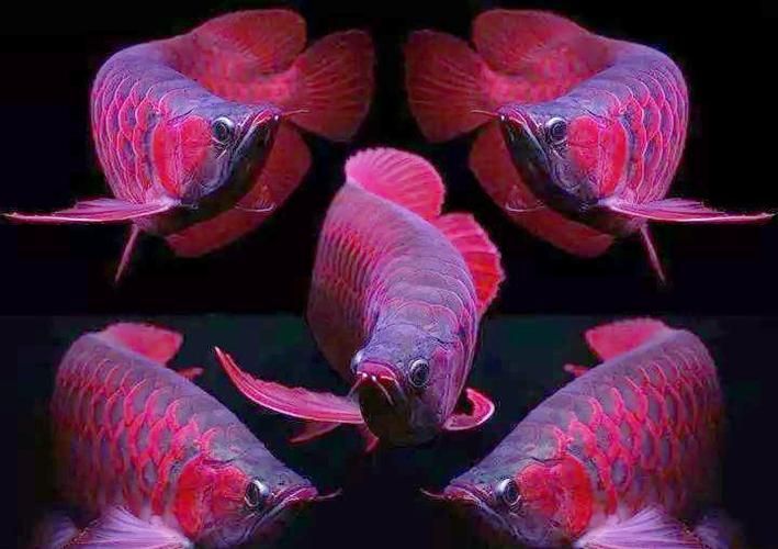 500萬紅龍魚有哪些特點，00萬紅龍魚是一種體型較大、色彩較大、飼料和水質管理