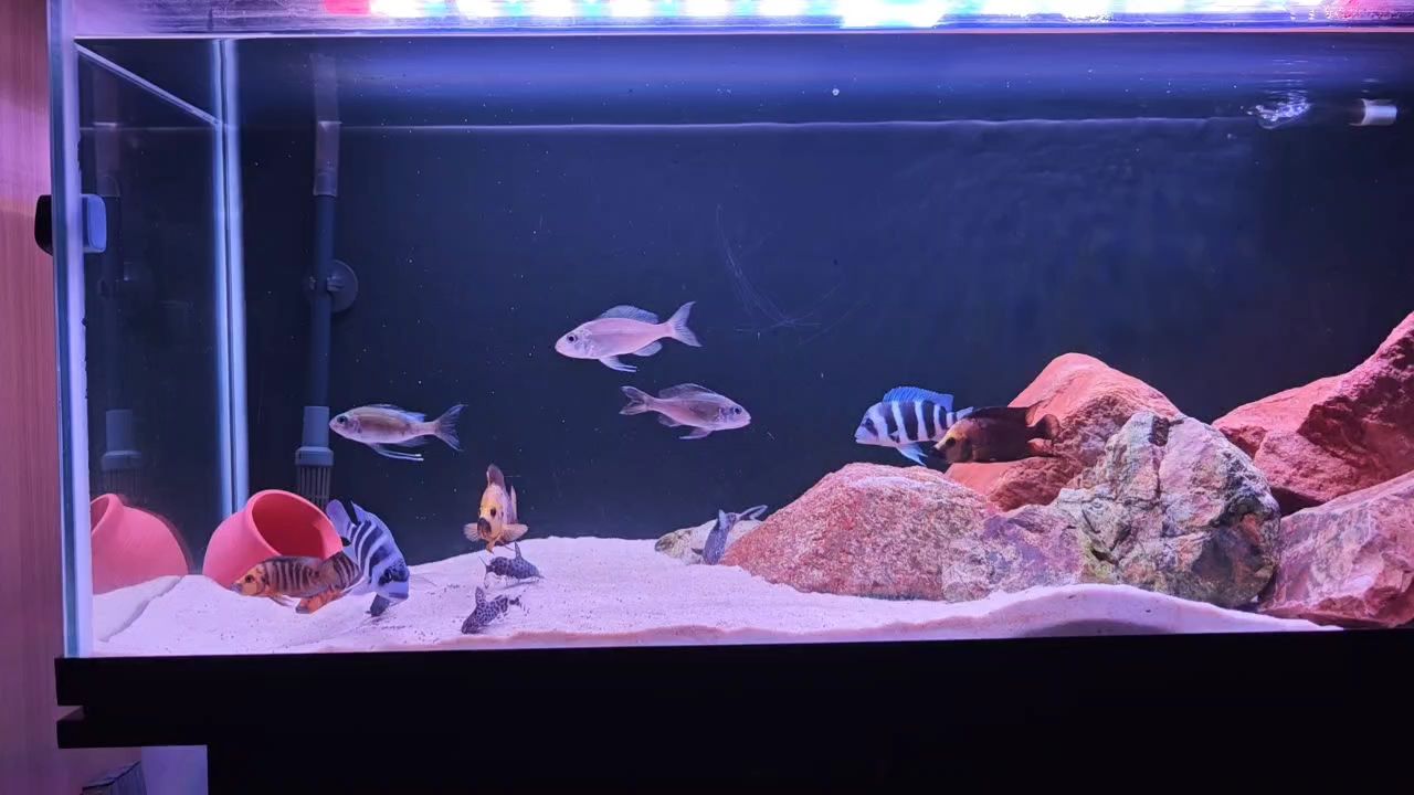 一缸小雜魚，一缸小雜魚，探討在家庭魚缸中飼養小雜魚的經驗和技巧