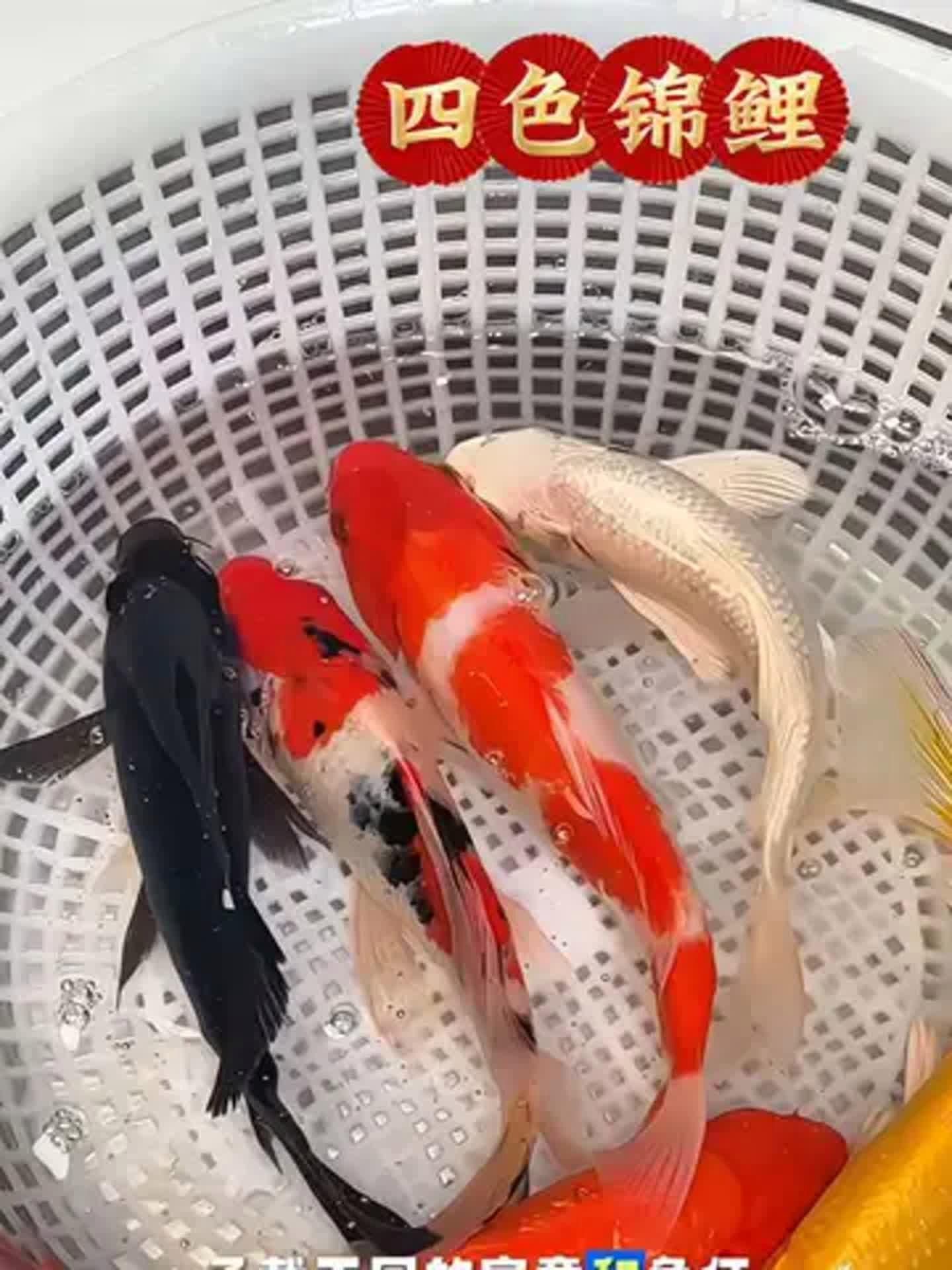 如何判斷魚缸中的魚是否吉利？