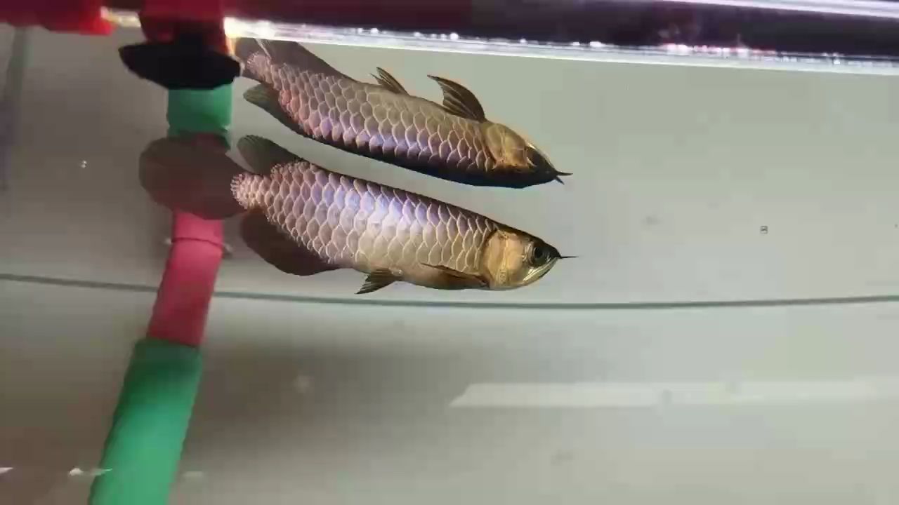 記錄一下。魚缸寬度有限，還是養金龍吧，小金頭已經嘗試過了，這回養個古典，看看養功怎么樣。，魚缸養金龍與古典魚養殖經驗分享