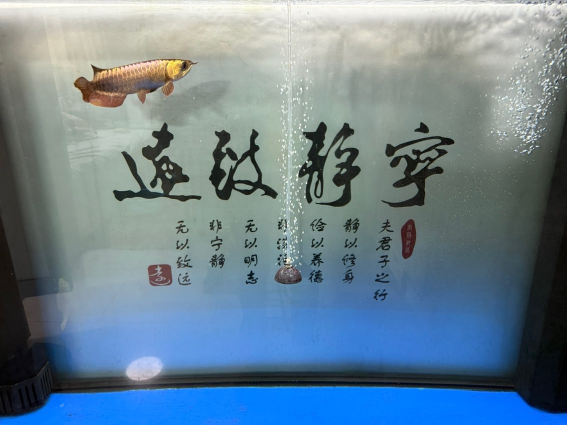 新魚入缸，新魚入缸本探討了新魚加入魚缸生態系統時所面臨的挑戰與應對策略