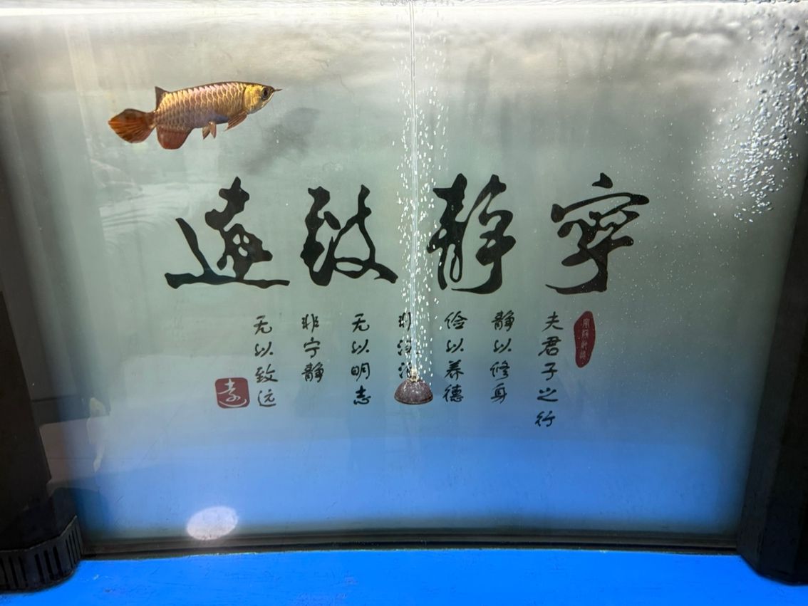 新魚入缸，新魚入缸本探討了新魚加入魚缸生態系統時所面臨的挑戰與應對策略